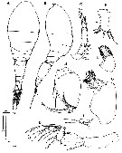Espce Oncaea clevei - Planche 6 de figures morphologiques