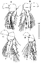 Espce Oncaea clevei - Planche 7 de figures morphologiques