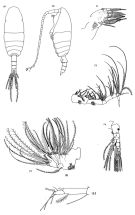 Espce Spinocalanus horridus - Planche 4 de figures morphologiques