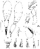 Espce Oncaea clevei - Planche 8 de figures morphologiques