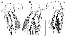 Espce Oncaea media - Planche 9 de figures morphologiques