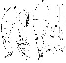 Espce Oncaea media - Planche 10 de figures morphologiques