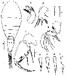 Espce Oncaea scottodicarloi - Planche 1 de figures morphologiques