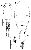 Espce Oncaea scottodicarloi - Planche 2 de figures morphologiques