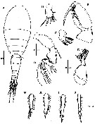 Espce Oncaea waldemari - Planche 11 de figures morphologiques