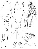 Espce Oncaea zernovi - Planche 3 de figures morphologiques