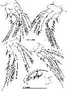 Espce Oncaea zernovi - Planche 4 de figures morphologiques