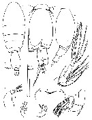 Espce Oncaea zernovi - Planche 5 de figures morphologiques