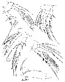Espce Oncaea zernovi - Planche 6 de figures morphologiques