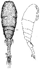Espce Pseudolubbockia dilatata - Planche 9 de figures morphologiques