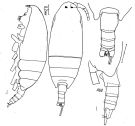 Espce Monacilla typica - Planche 2 de figures morphologiques