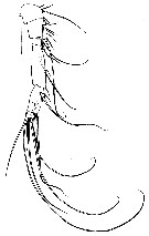 Espce Pseudolubbockia dilatata - Planche 10 de figures morphologiques
