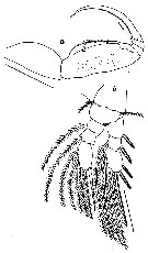 Espce Pseudolubbockia dilatata - Planche 11 de figures morphologiques