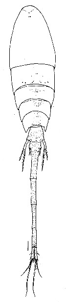 Espce Lubbockia wilsonae - Planche 3 de figures morphologiques
