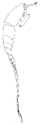 Species Lubbockia wilsonae - Plate 4 of morphological figures