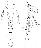 Espce Lubbockia wilsonae - Planche 5 de figures morphologiques