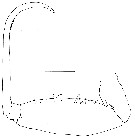Espce Lubbockia wilsonae - Planche 8 de figures morphologiques