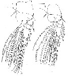 Espce Lubbockia wilsonae - Planche 10 de figures morphologiques