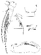 Espce Atrophia minuta - Planche 8 de figures morphologiques