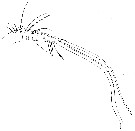 Espce Ratania atlantica - Planche 4 de figures morphologiques
