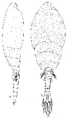 Espce Ratania atlantica - Planche 6 de figures morphologiques