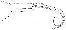 Espce Pontoeciella abyssicola - Planche 9 de figures morphologiques
