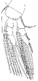 Espce Pontoeciella abyssicola - Planche 10 de figures morphologiques