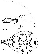 Espce Paraeuchaeta norvegica - Planche 12 de figures morphologiques