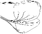 Espce Paraeuchaeta norvegica - Planche 13 de figures morphologiques