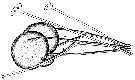 Espce Aetideopsis armata - Planche 16 de figures morphologiques