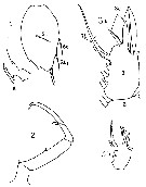 Espce Sapphirina bicuspidata - Planche 4 de figures morphologiques