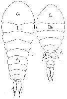 Espce Sapphirina sali - Planche 9 de figures morphologiques