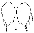 Espce Sapphirina sinuicauda - Planche 6 de figures morphologiques