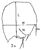 Espce Sapphirina opalina - Planche 11 de figures morphologiques
