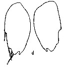 Espce Sapphirina scarlata - Planche 7 de figures morphologiques