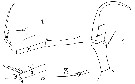 Espce Copilia mirabilis - Planche 15 de figures morphologiques