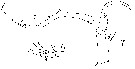 Espce Copilia mirabilis - Planche 16 de figures morphologiques