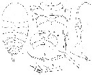 Espce Copilia hendorffi - Planche 4 de figures morphologiques