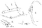 Espce Copilia quadrata - Planche 26 de figures morphologiques