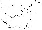 Espce Copilia lata - Planche 6 de figures morphologiques