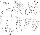 Espce Copilia vitrea - Planche 2 de figures morphologiques