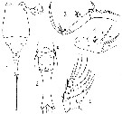 Espce Copilia mirabilis - Planche 14 de figures morphologiques