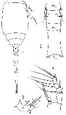 Espce Copilia mediterranea - Planche 7 de figures morphologiques
