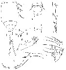 Espce Copilia hendorffi - Planche 3 de figures morphologiques