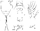 Espce Copilia quadrata - Planche 25 de figures morphologiques
