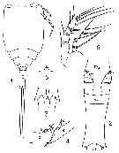 Espce Copilia lata - Planche 5 de figures morphologiques
