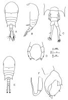 Espce Temora discaudata - Planche 3 de figures morphologiques