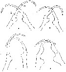 Espce Copilia mirabilis - Planche 17 de figures morphologiques