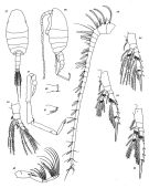 Espce Spinocalanus antarcticus - Planche 5 de figures morphologiques