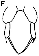 Espce Paracalanus intermedius - Planche 5 de figures morphologiques